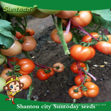 Suntoday atacado alta hora para venda híbrido vegetal F1 empresa determinada para estufa syganta bobcat tomate sementes (22018)